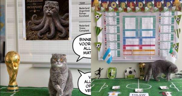 El gato Maximus pronosticando el debut de Argentina en el Mundial 2026