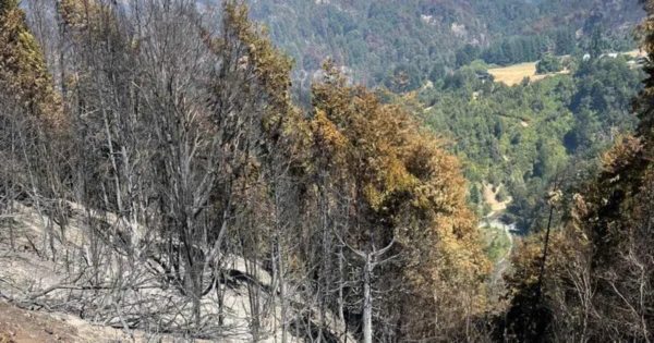 Accidente laboral en Mallín Ahogado, Río Negro, donde un hombre murió aplastado por un árbol